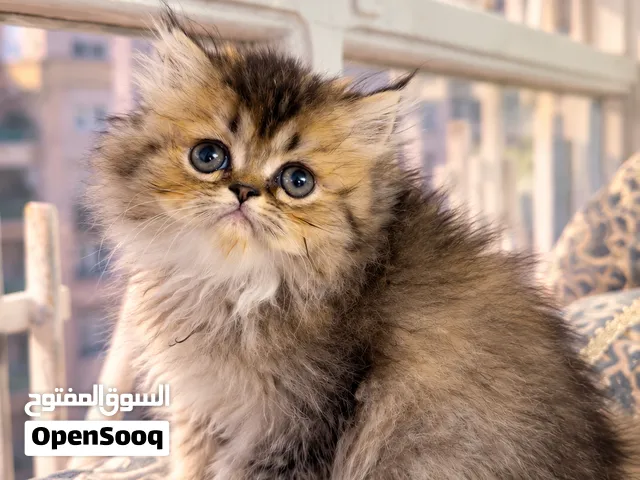 قطط British longhair بعمر شهرين