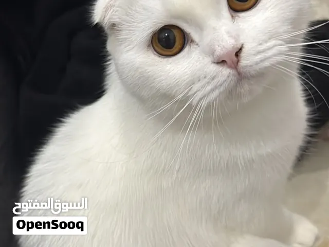 Beautiful White Female Scottish Fold Cat – 16 Months Old Abu Dhabi