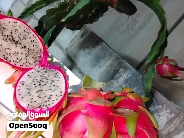 شتلة دراغن فروت(فاكهة التنين) عليها حبتين عمرها سنه و8 شهور ابيض من الداخل تلقيح ذاتي السعر 30 دي