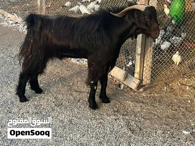 تيس عماني للبيع