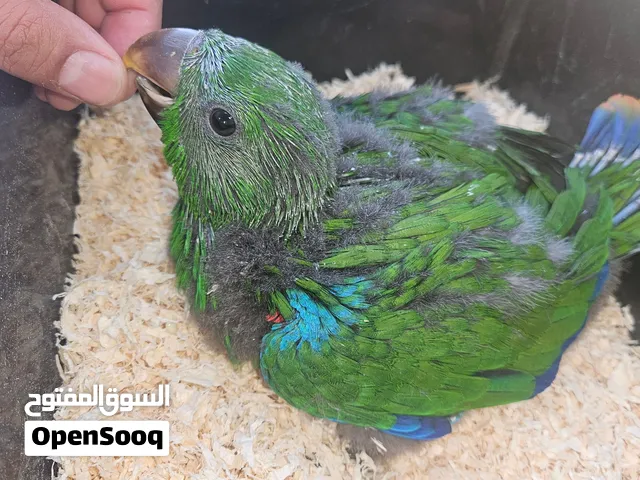 Male Eclectus ذكر اكلكتوس