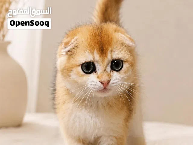 قطط مميزه من سلالت راقيه