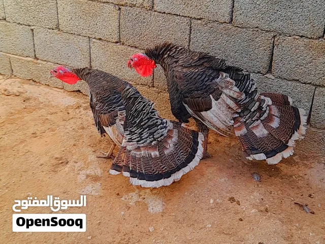 كوبيه ديك رومي نضاف مشاء الله عز من يكسب