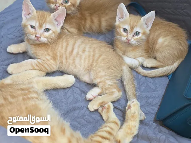 قطط صغيرة للتبني