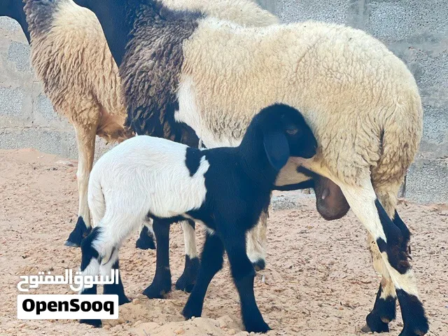 عشرا وحده والده تحتها خروف رباعيات