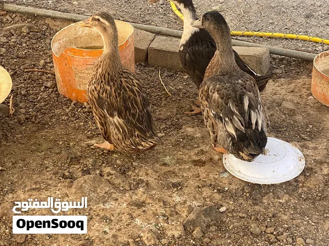 بط عماني للبيع
