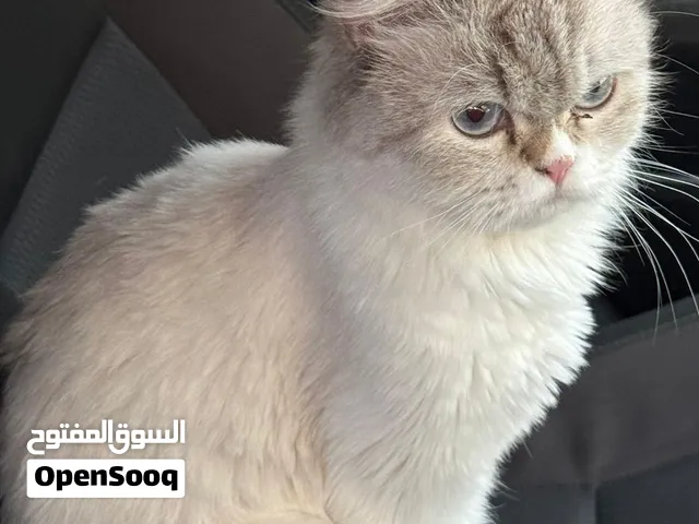 قطط للبيع باقل من سعر السوق