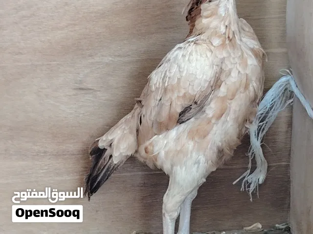 دجاج باكستاني للبيع