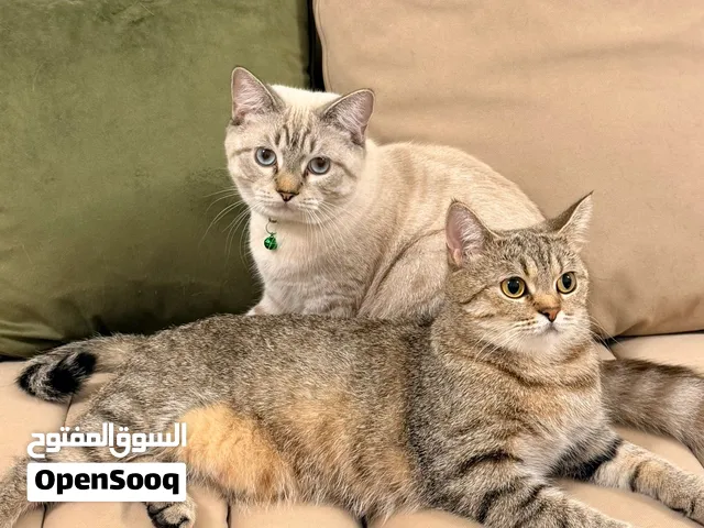 قطط للبيع – ذكور وإناث  4–6 أشهر  500 درهم  Cats for Sale – Male & Female  4–6 Months  AED 500