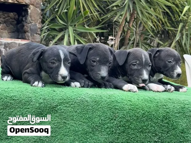 جراو بيتبول مستوى قوي وأهالي قوية