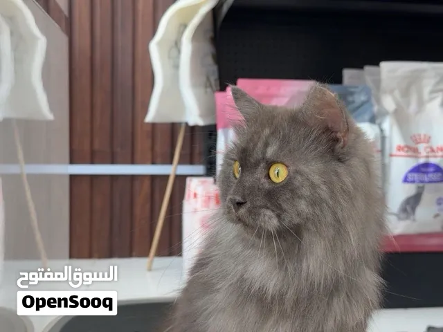 للتبني ساميز شهر طويل