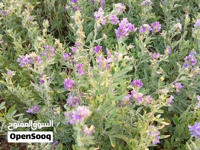 بذر قت عماني محلي من مزارع سويد الماء نظيف خالي من الحشائش والبذور لأخرى