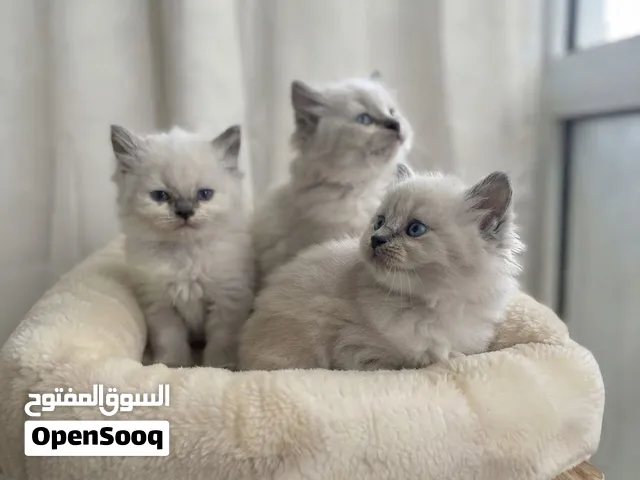 قطط صغيره كيوت