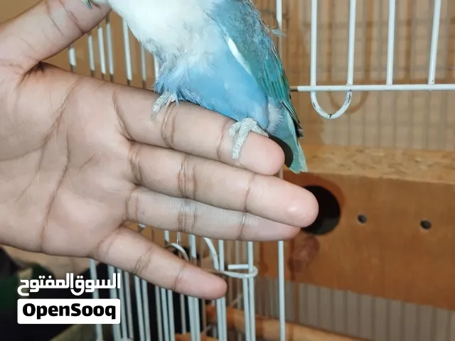 ببغاء روز عدد و أليف مع انثى لون نادر طفره لون الانثى اصفر مع وردي مع قفص كبير و الاكل كثير ب 700تفو