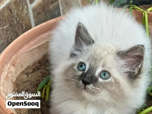 قطط للبيع همالاي مون فيس