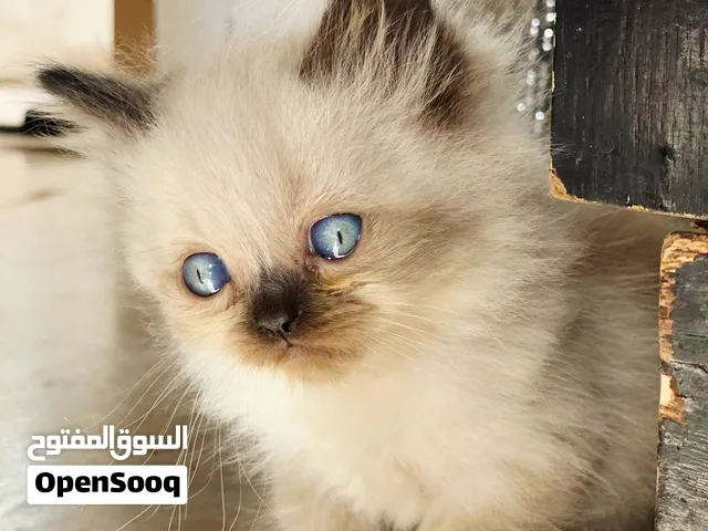 خمس اناثي وذكر واحد للبيع نوع هملايا _ شوكليت ( اقراء الوصف )
