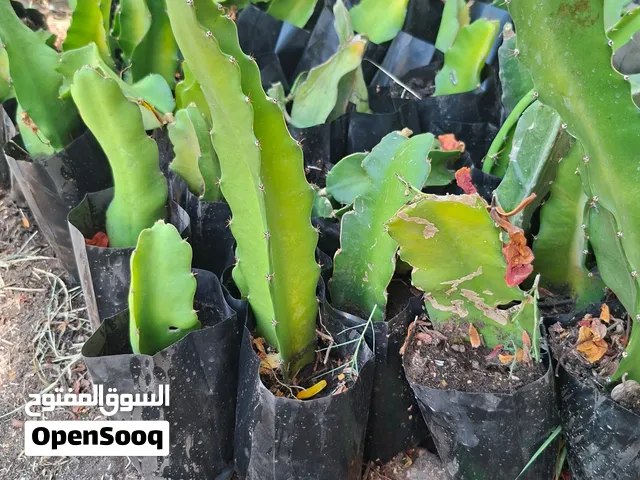 نبات دراغون فروت