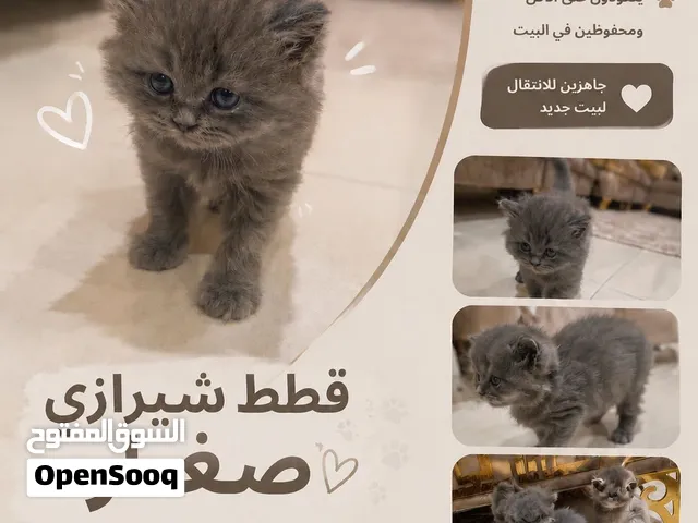 قطط  شيرازي صغيرة
