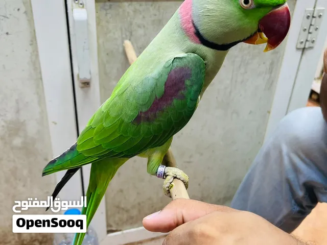 Nepali Parrot Full Friendly Talking have Video