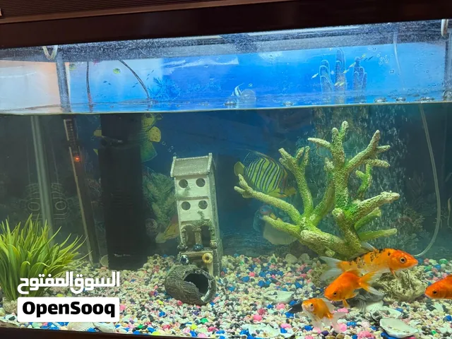 حوض سمك  مع 6 سمكات زينه مع فلتر و سخان و جهاز فقاعات هواء مع زينه للحوض
