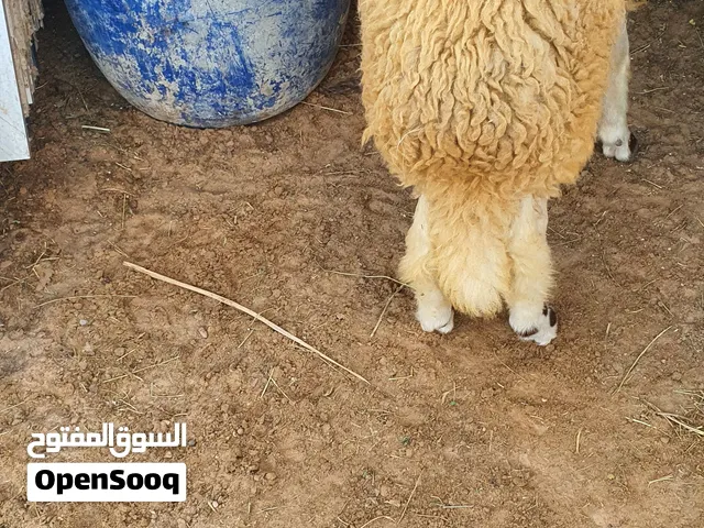 السلام عليكم تلاته خرفان ماشاء الله تبارك الله مسلان مسكر نضافه ونشاطه عز ماتربط ولا بتدبح