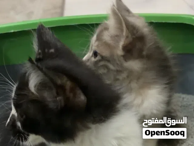 قطتين الموقع دبي