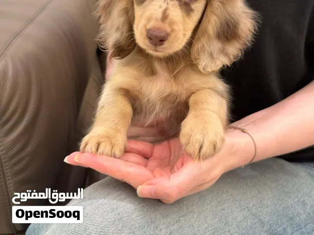 Teacup Dachshund