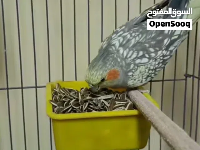 تلات اينات كوكتيل رسمه ربي يبارك منجات
