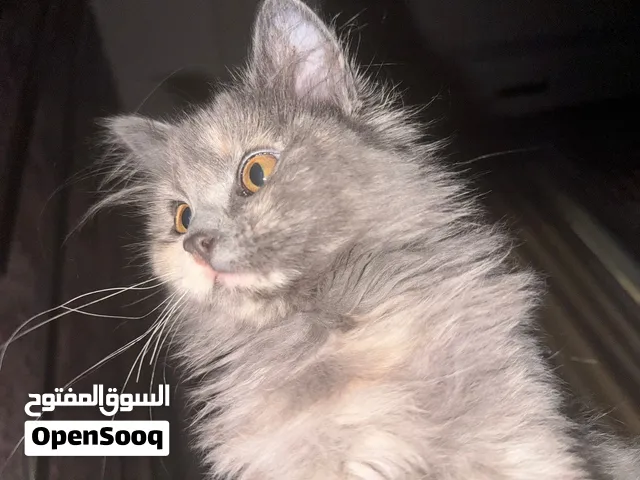 قطة انثى للتبني