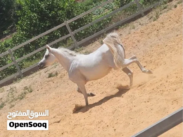للبيع — فرس عربية أصيلة SENIA AL QUDS