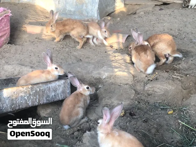 ارانب الدار
