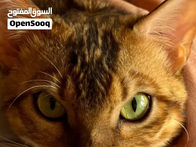 breed: Bengal Age: 10 months  Gender: Male