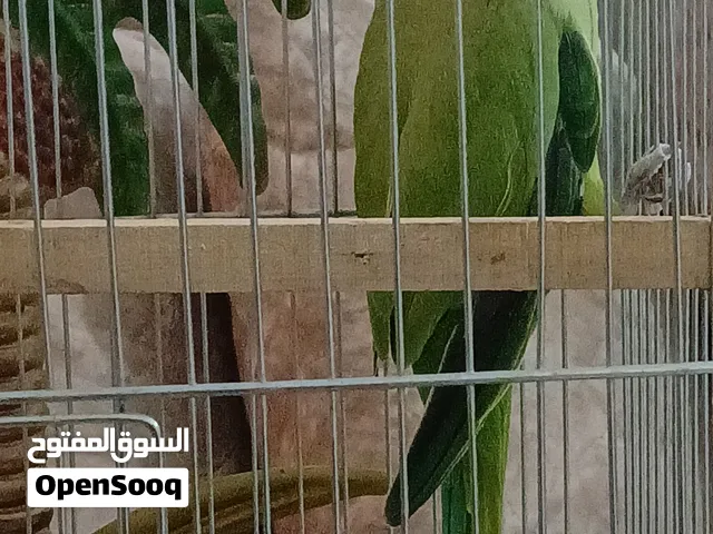 ببغاء الدره  صحه ونضافه ممتازه جدا