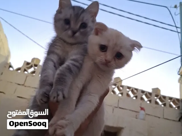 سكوتش فولد وستريت للبيع