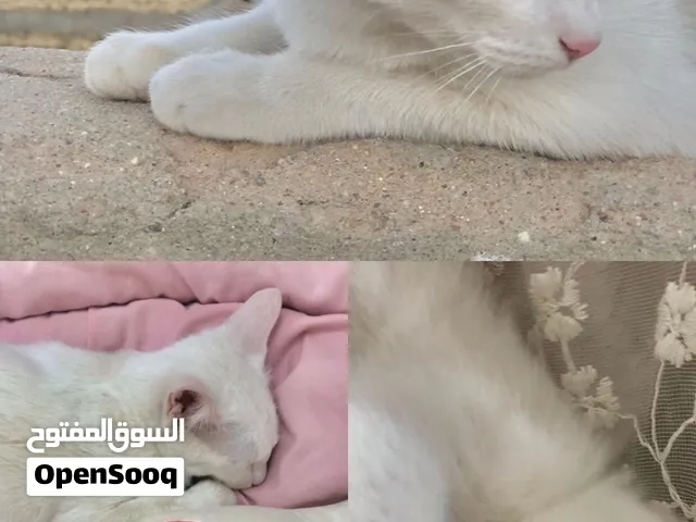 قطة للتبني