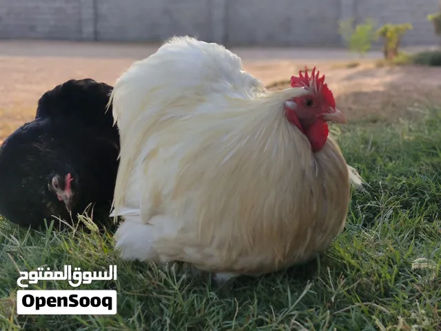 كوبية أسترالي