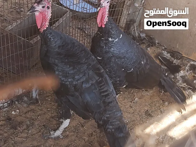 السلام عليكم ورحمة الله  زوز روميات غرابيات بسم الله ما شاء الله  عز ماتربي  السعر ساوم