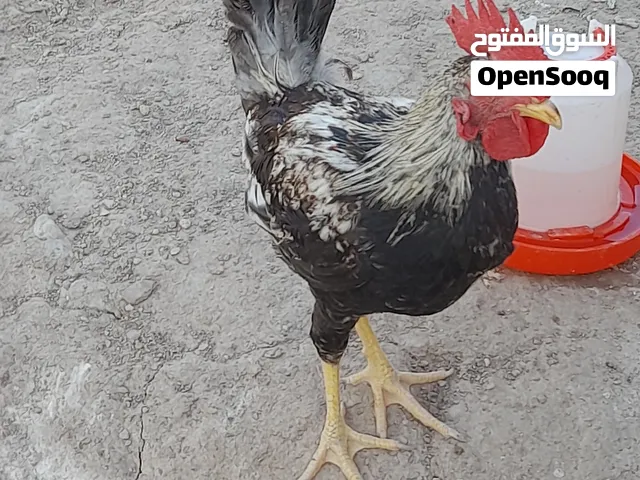 ديوجه عرب وابو ركيبه