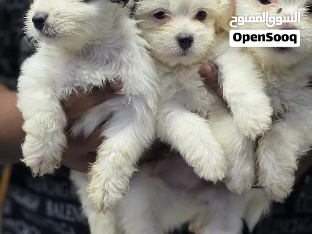 جراوي جريفون بيور للبيع