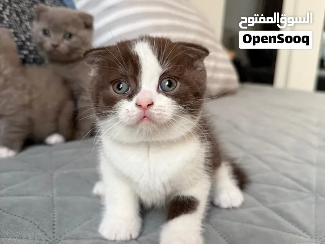 Elite Scottish fold