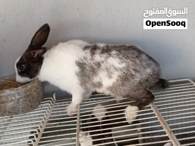 أرانب بلدية للبيع العمر أربعة 80 درهم