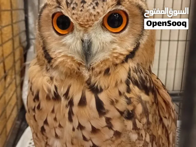 عدد بومة 2 للبيع
