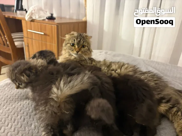 قطط صغيره في عمر الشهرين