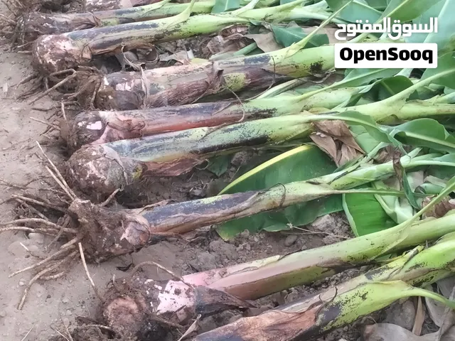 شتلات موز ميلاندي لحق على السعر قبل نفاذ الكمية