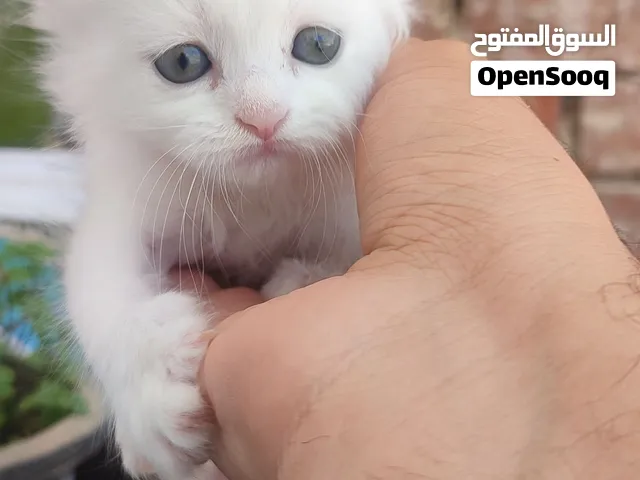ما شاء الله تبارك الله قطتين شيرازي عمر شهر
