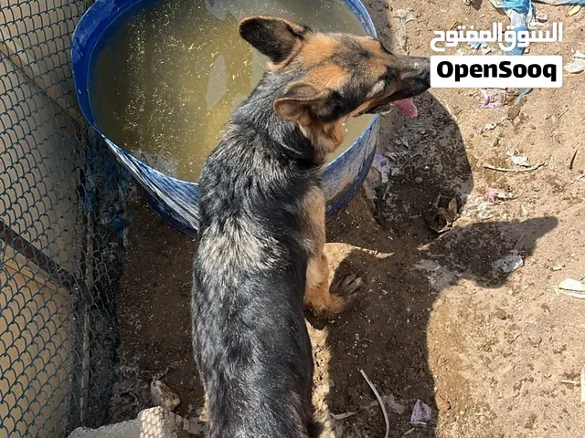 كلبه جيرمن هاديه