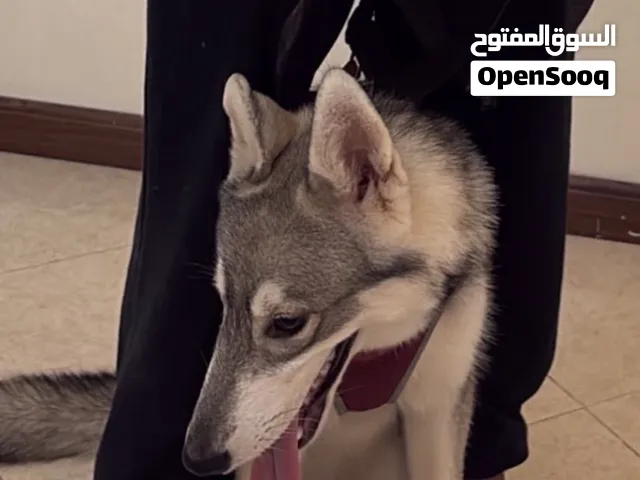 جلب هاسكي
