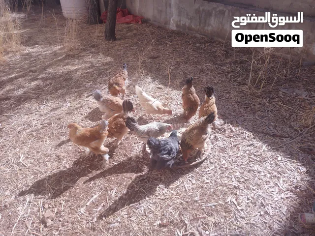 للبيع دجاج بلدي وبراهما  إقرأ الوصف