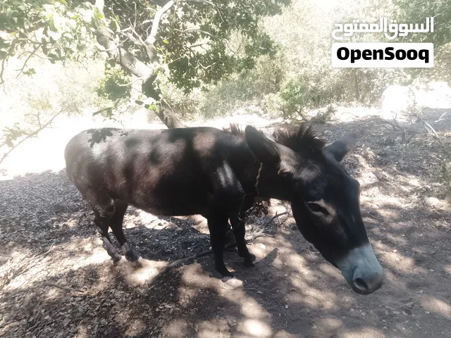 حمير للبيع