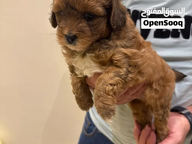 PURE MALTIPOO PUPPIES , Adorable & Cute Puppies Available Now!